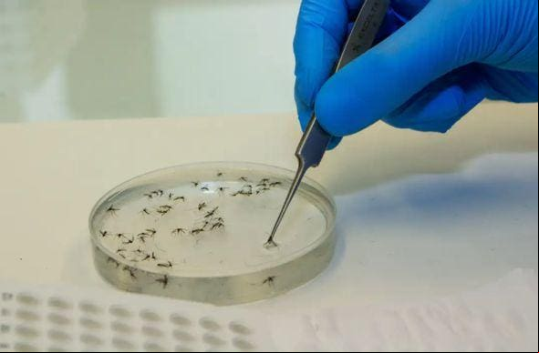 mosquito-debre-oropouche A febre Oropouche é transmitida por mosquitos