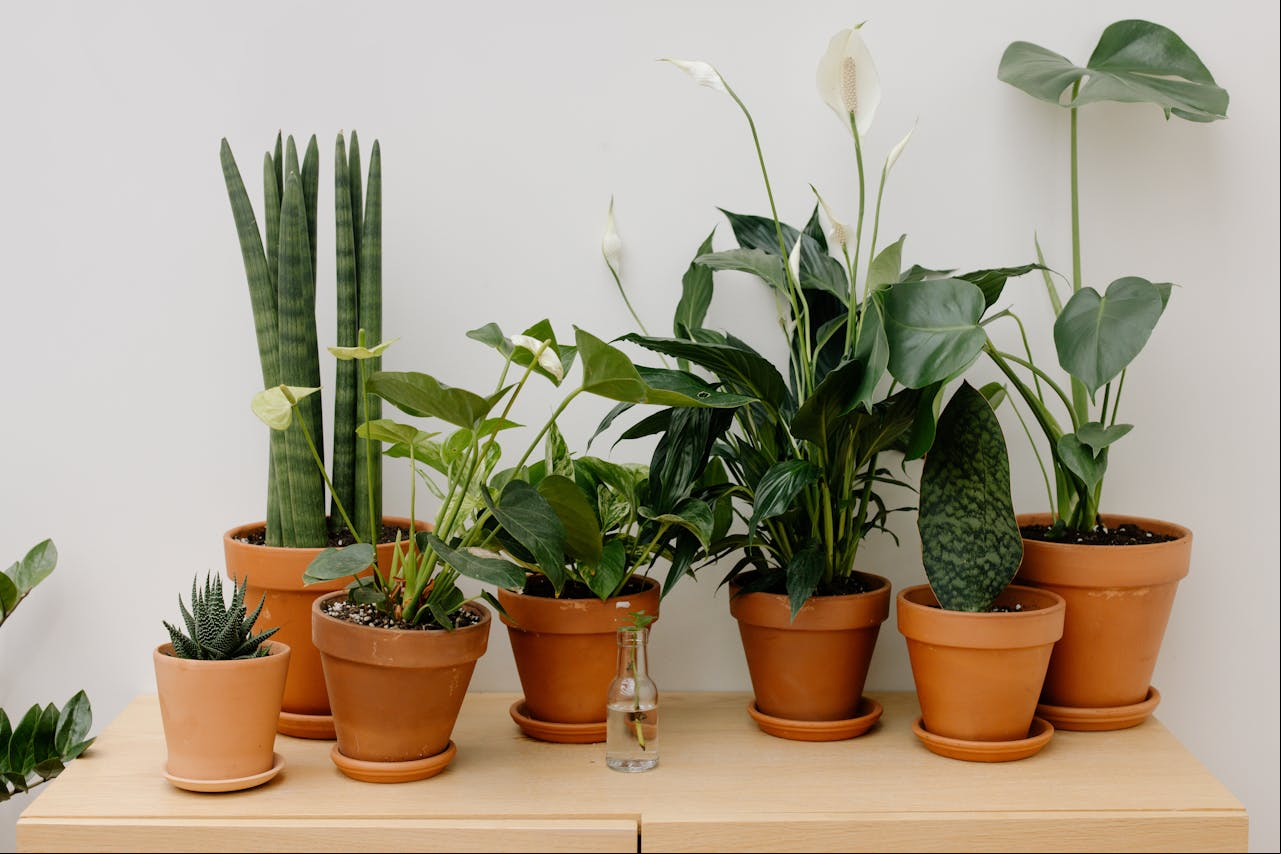 Conheça orientações da filosofia do Feng Shui sobre plantas em casa