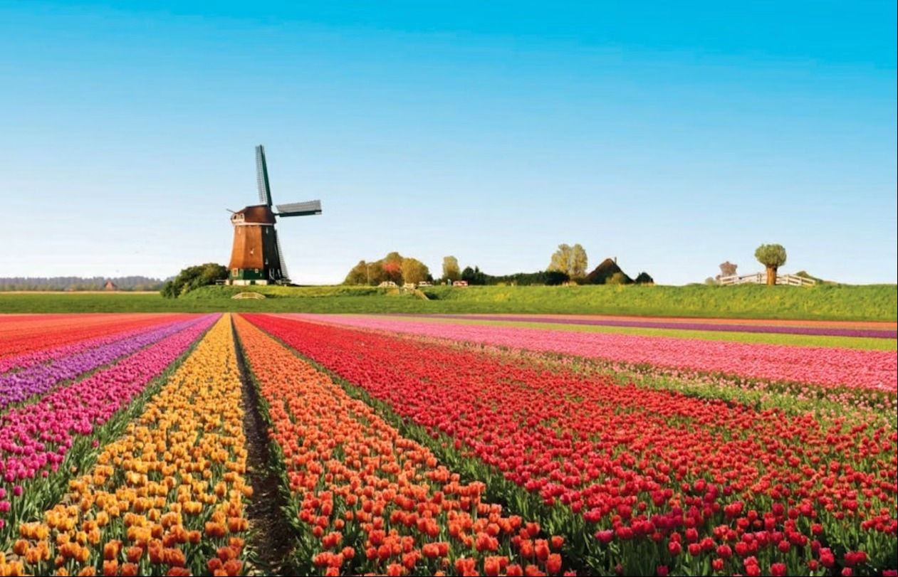 Keukenhof, o parque de tulipas mais famoso da Holanda
