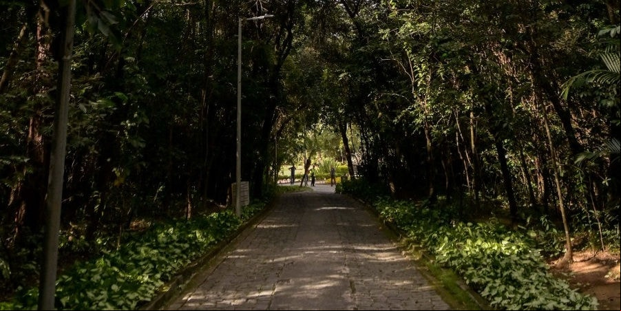 Entre 2019 e 2023, foram plantadas cerca de 74 mil mudas em BH, com perdas de 15% a 20%