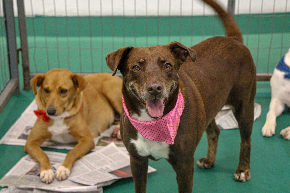 Animais que estiveram disponíveis para adoção na última edição da feira