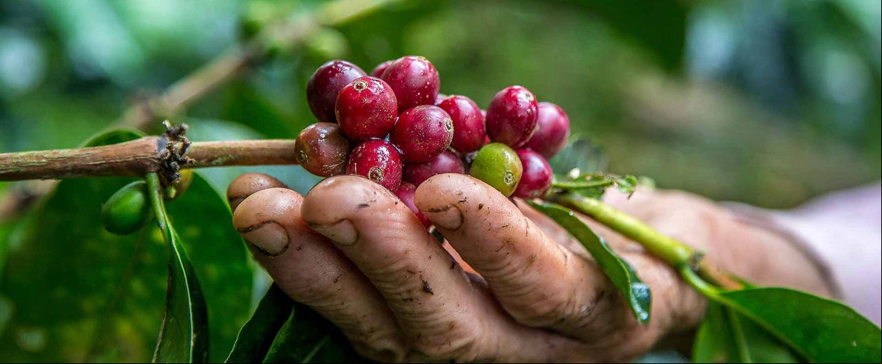 Altitude, clima e solo de Capelinha são ideais para o cultivo de cafés diferenciados