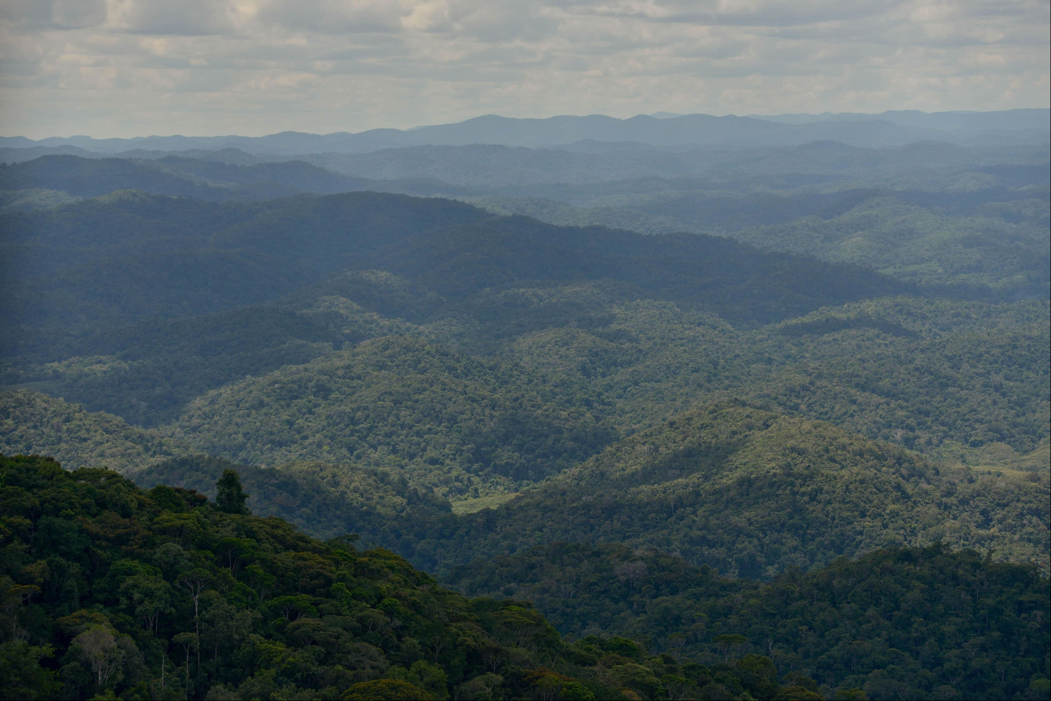 Especial Yanomani Imagem da Floresta Amazônica. Foto: Fred Magno / O Tempo