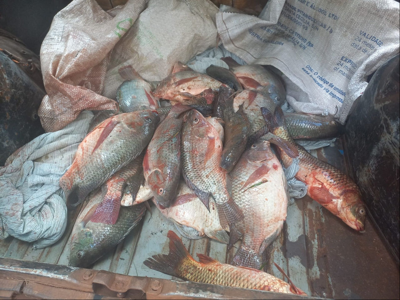 Guarda Municipal apreendeu 29 peixes mortos e devolveu três peixes vivos para a Lagoa da Pampulha
