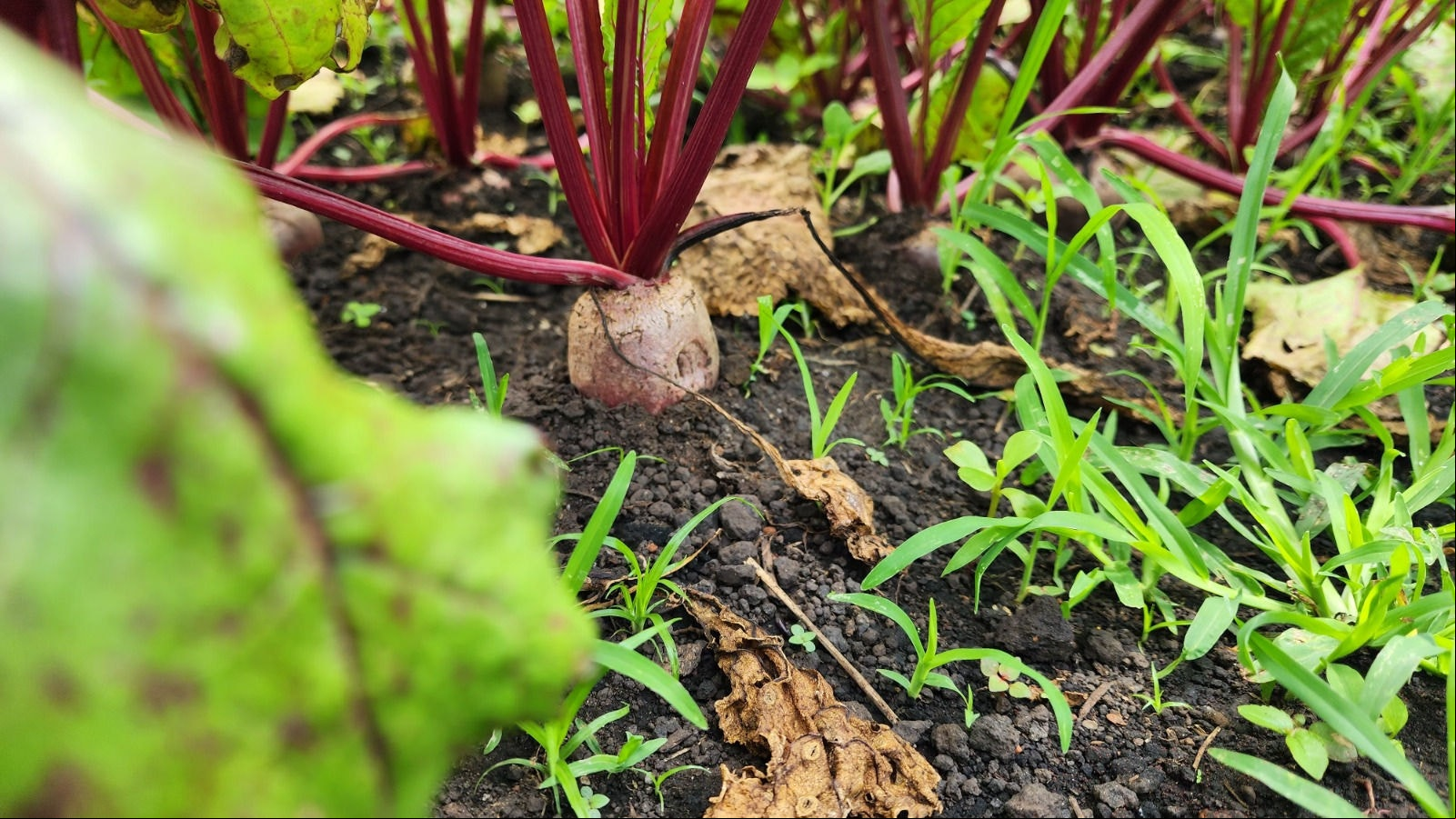 O composto orgânico melhora a fertilidade e a estrutura do solo, fortalece o equilíbrio biológico e reduz a necessidade de fertilizantes químicos