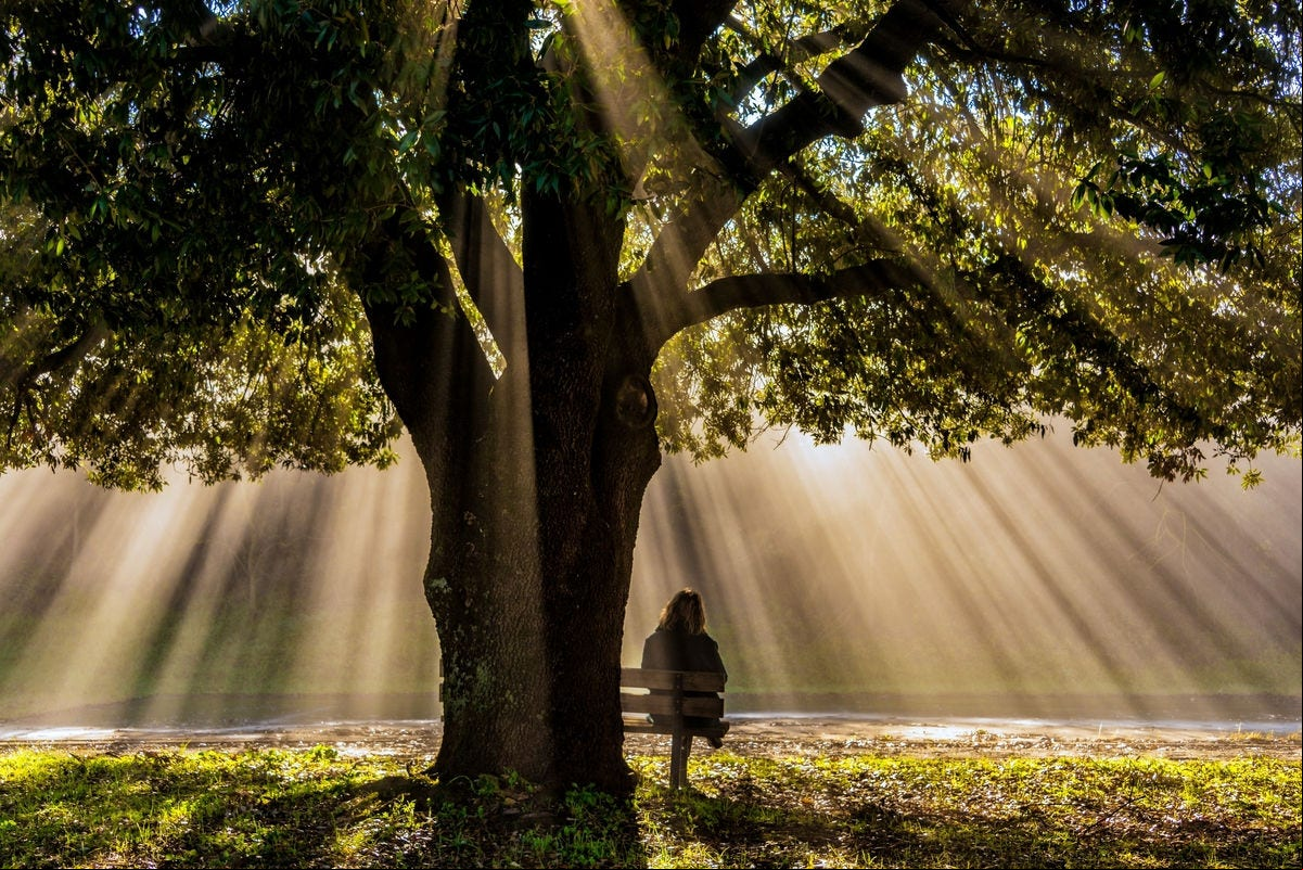 A lonely person sitting on the bench under an old oak tree with beautiful winter sunbeams in Torre a Castello, Siena