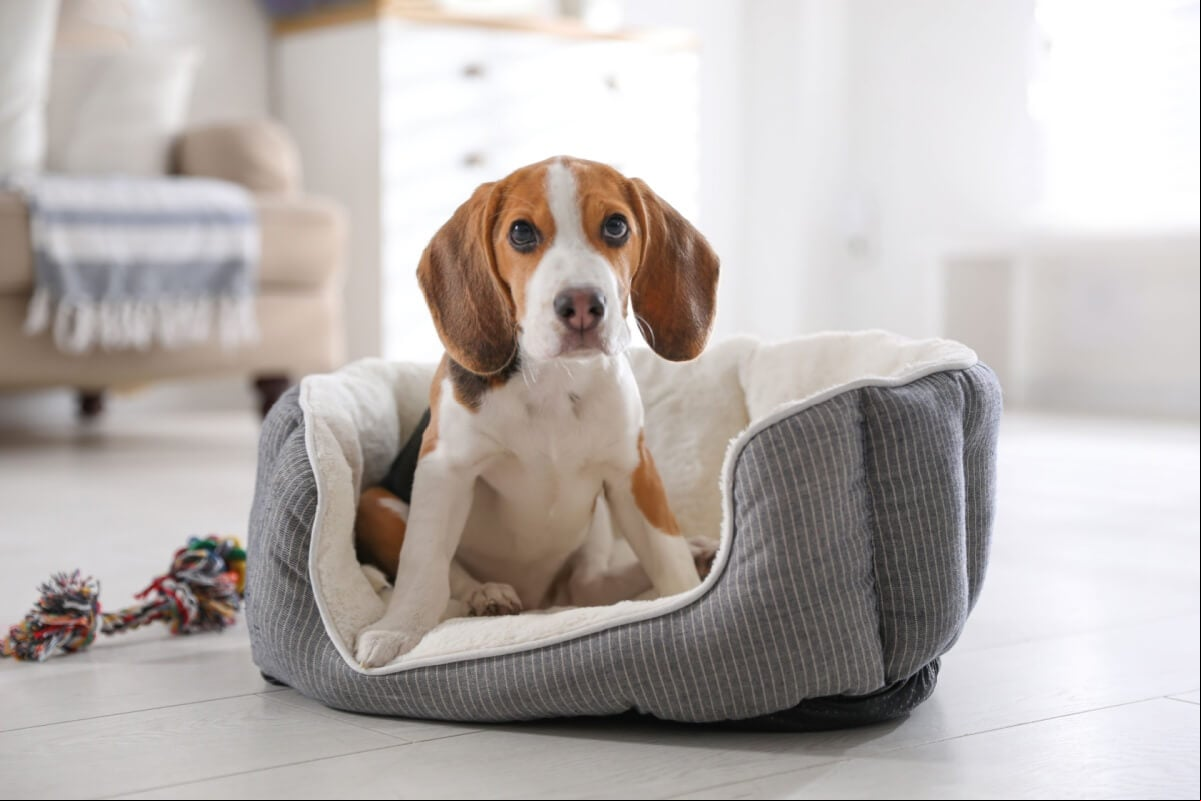 As quedas de cães e gatos são comuns, e os tutores precisam estar atentos aos sinais de desconforto