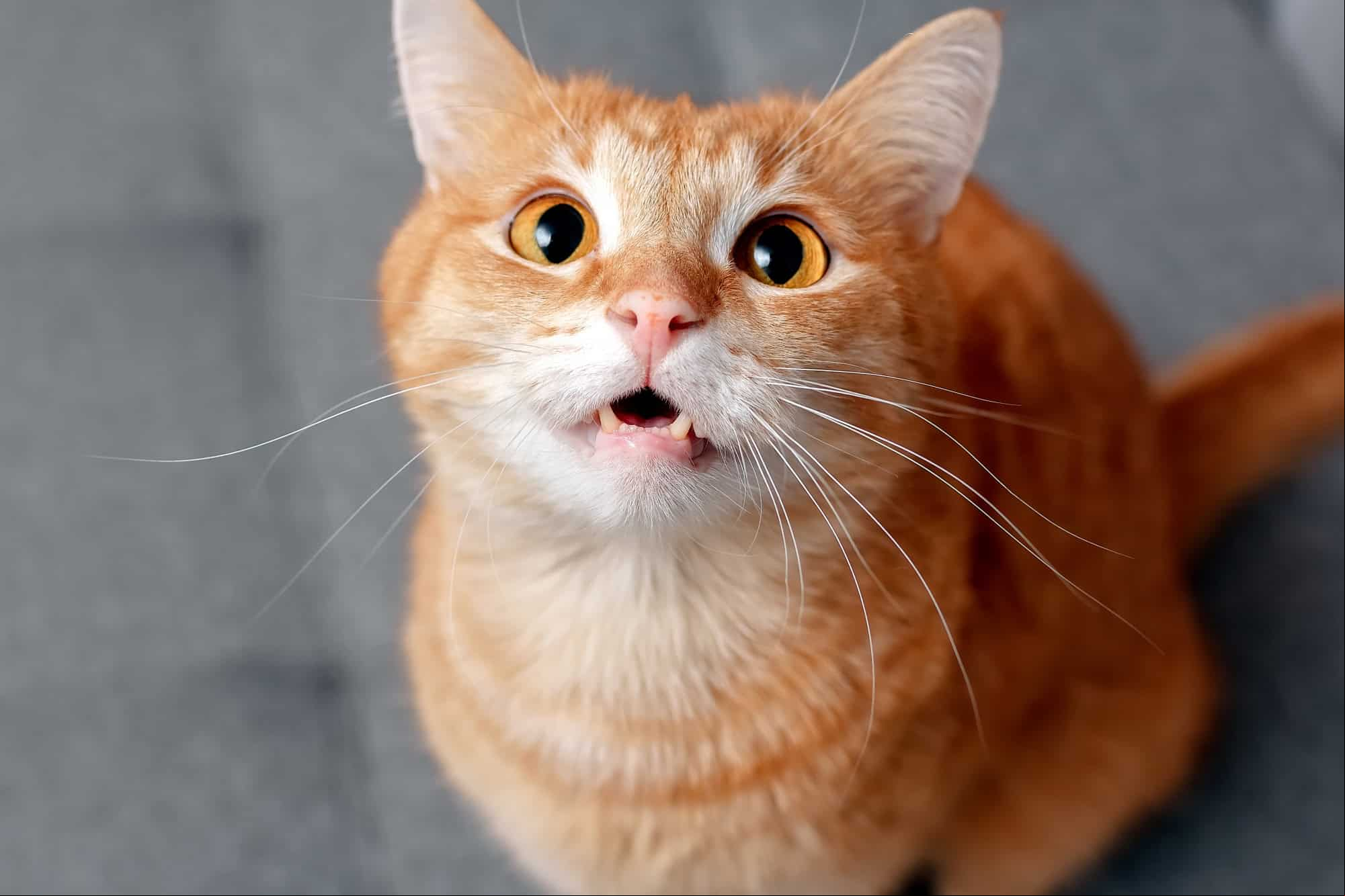 Gatos infectados podem enfrentar letalidade de até 70%, segundo estudo