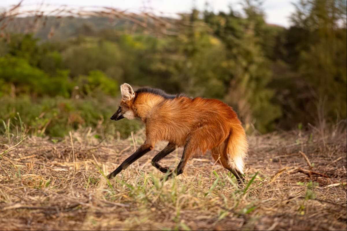 O lobo-guará se destaca por seu porte elegante, pelagem avermelhada e pernas longas