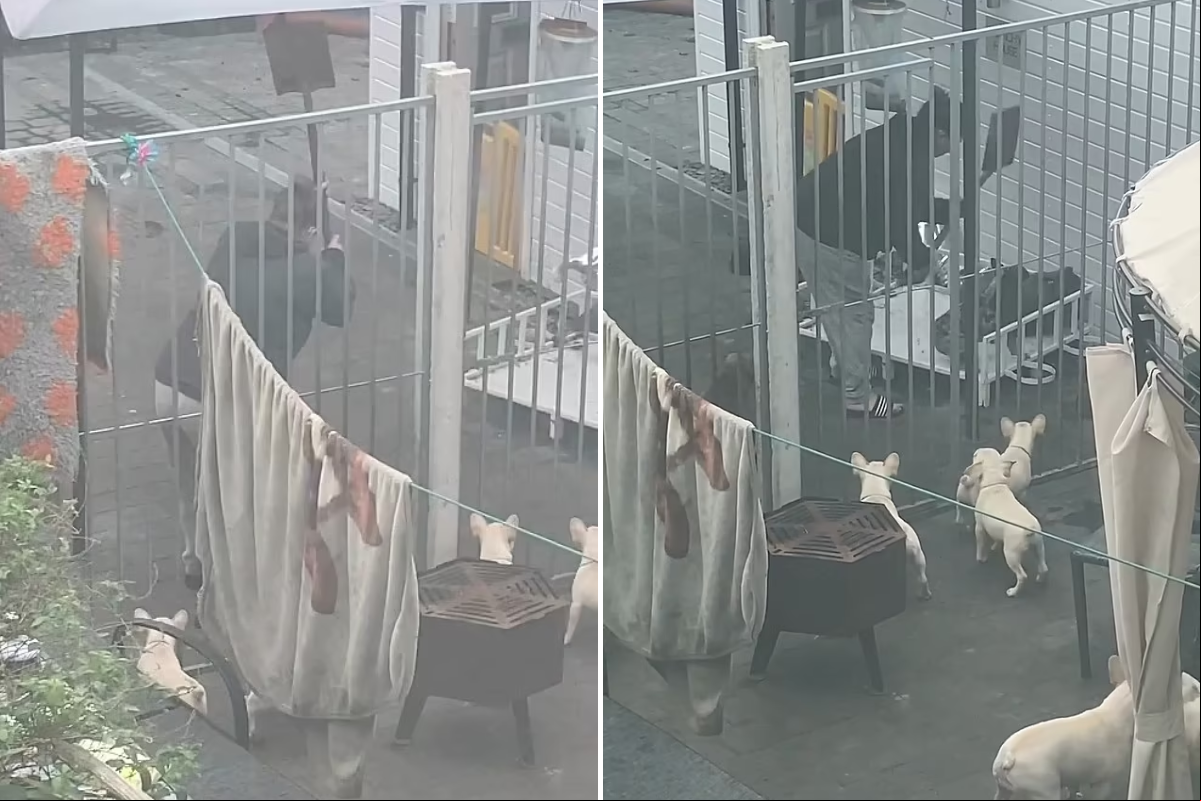 Elizabeth Perrin foi flagrada agredindo seus bulgodues ses com uma pá metálica 