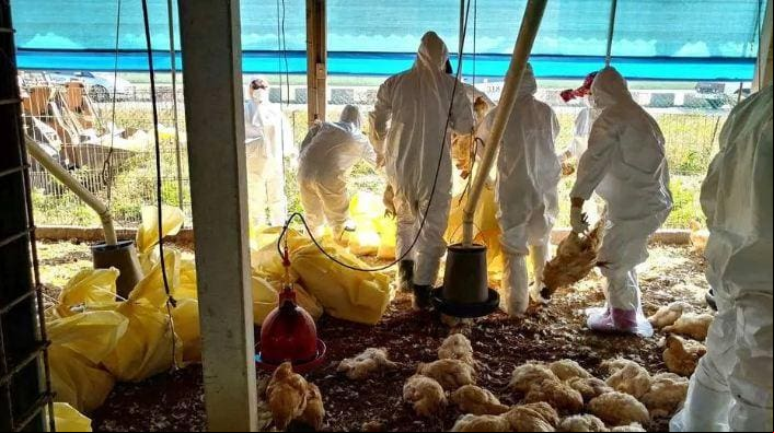 gripe aviária Técnicos investigam indícios de gripe aviária em granja comercial