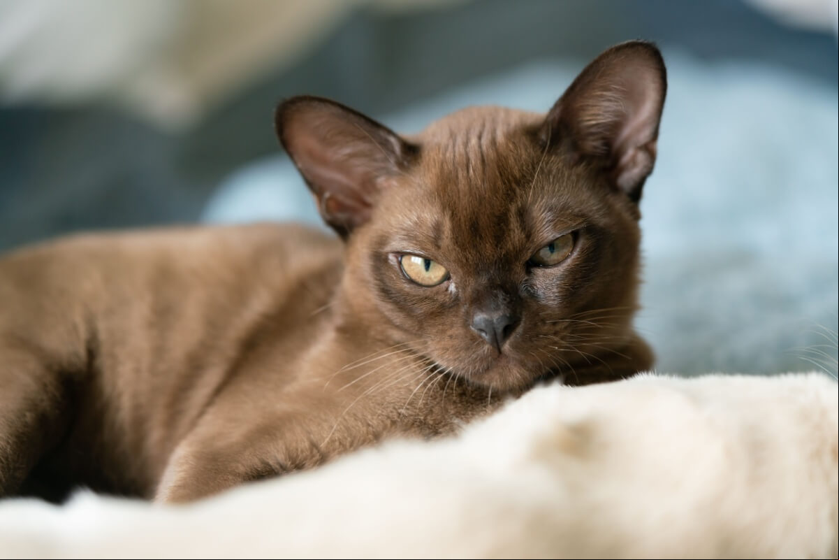 A inteligência é destaque entre algumas raças de gatos