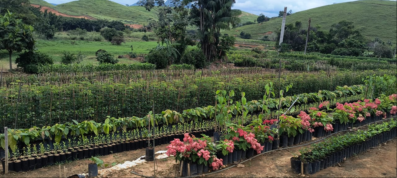 Estimativa de produção anual é de cerca de 20 milhões de mudas frutíferas, ornamentais e florestais