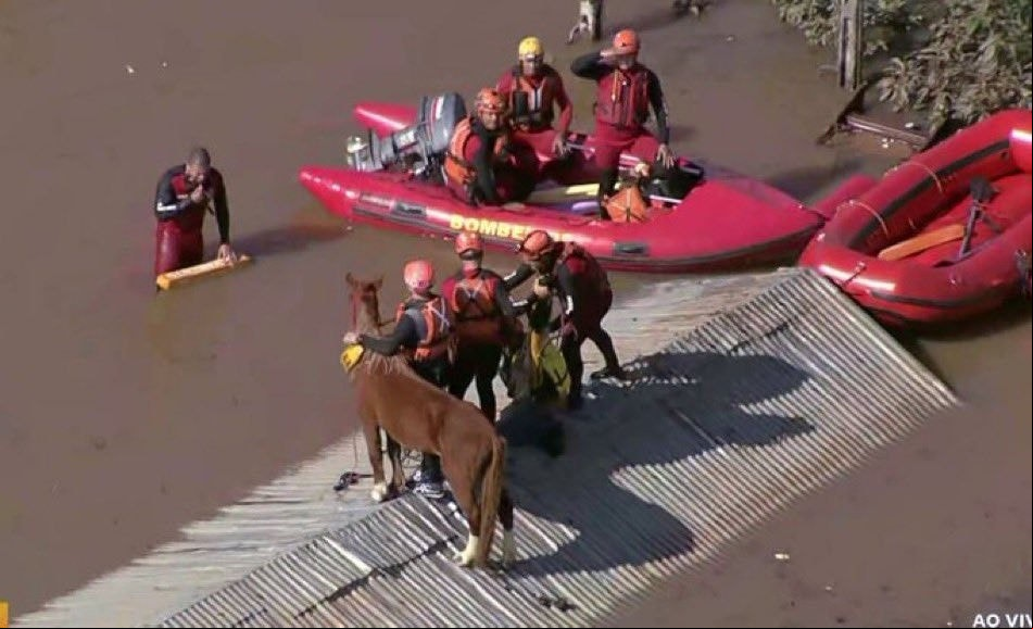 Cavalo caramelo foi resgatado nesta quinta-feira