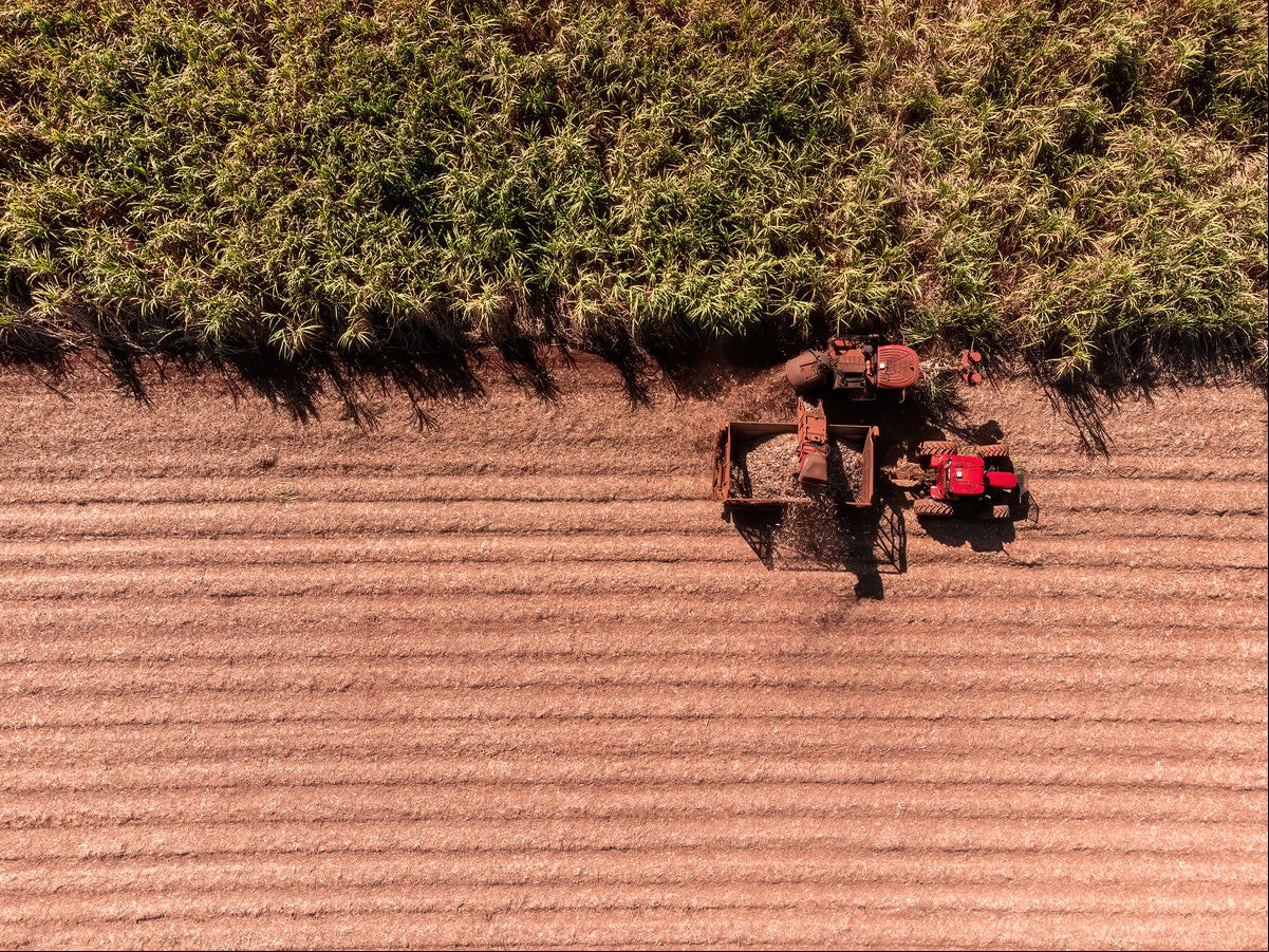 Mesmo diante do clima severo e dos incêndios rurais, a produtividade do setor se manteve e, em algumas regiões, foi superada a média nacional