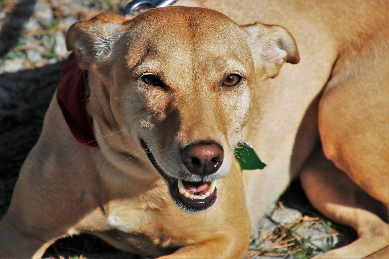 Brasil tem hoje quase 185 mil animais abandonados ou resgatados por maus-tratos