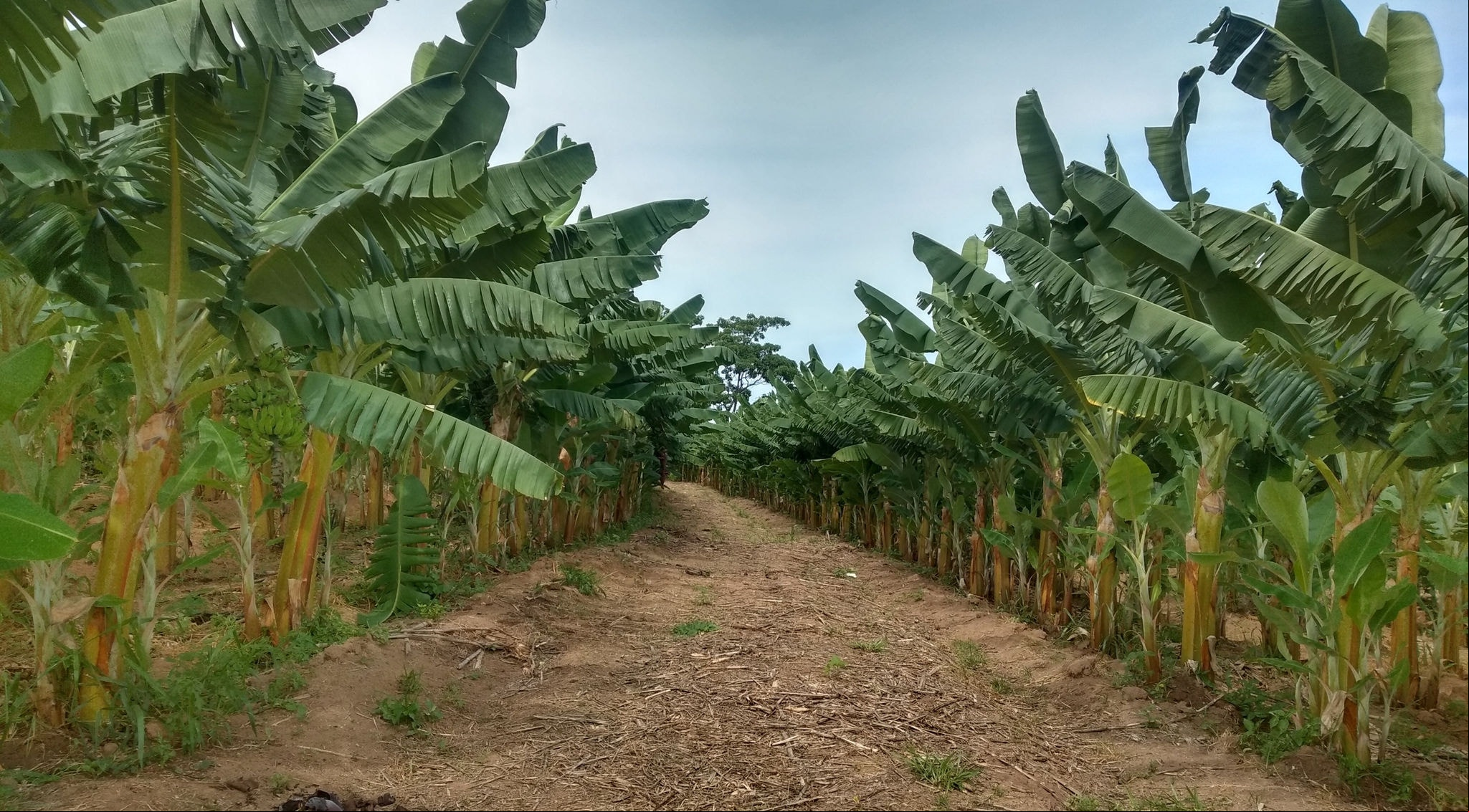 A maior parte da produção é comercializada para o Programa Nacional Alimentação Escolar (Pnae)