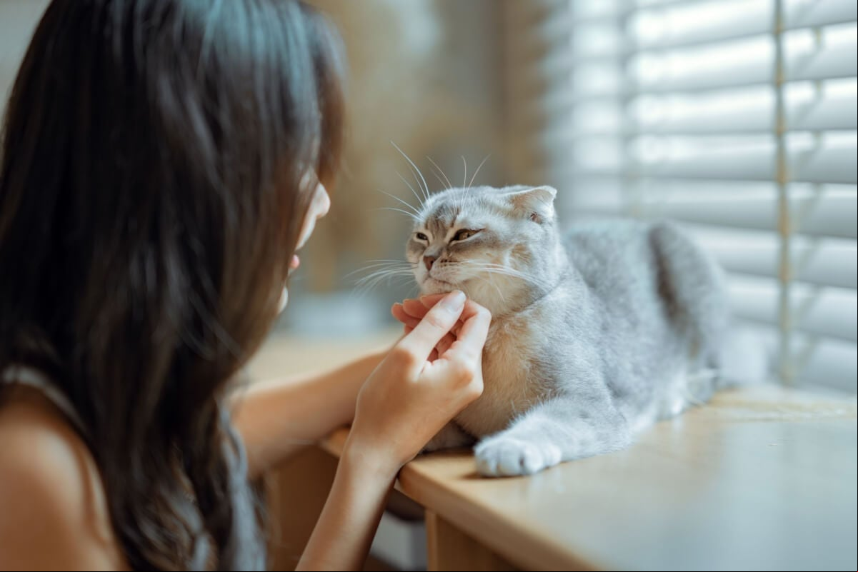 Certos gatos se destacam por serem mais dóceis