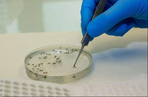 A febre Oropouche é transmitida por mosquitos