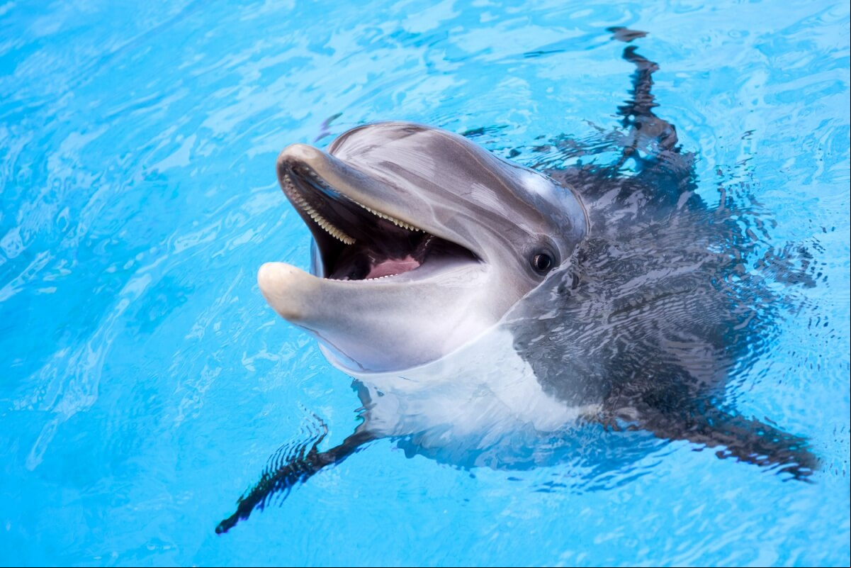 Alguns animais parecem estar naturalmente sorrindo