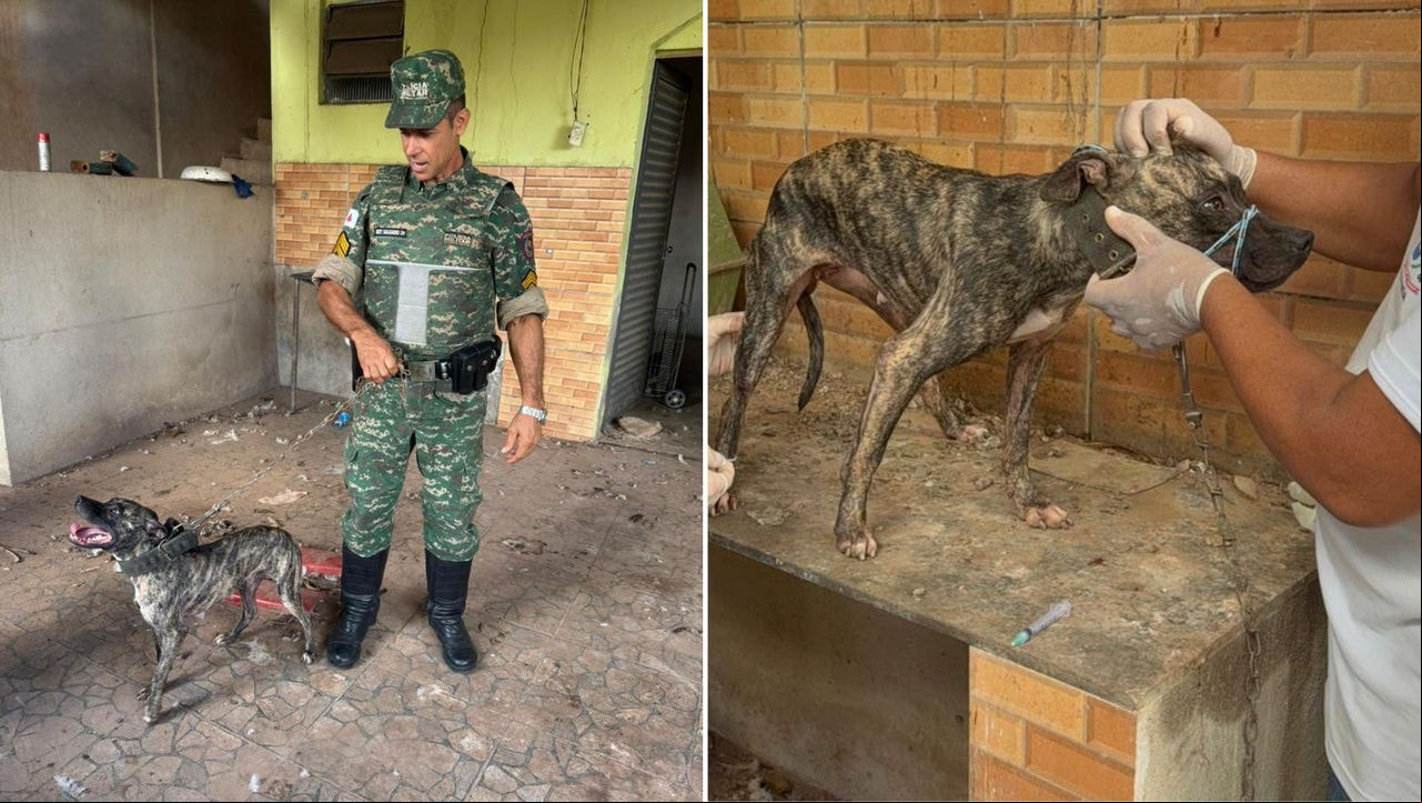 Cães foram resgatados durante operação realizada na manhã desta sexta-feira (23)